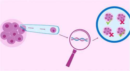 供卵试管婴儿被骗_供卵三代试管婴儿,【私立医院供卵试管供卵有多少个胚胎】