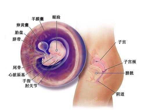 北京代孕试管~北京想找人代孕~羊水穿刺后多久可以洗澡