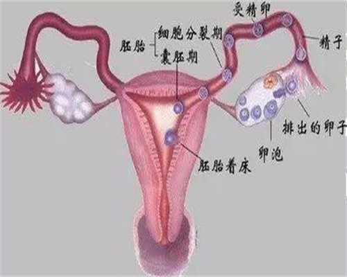北京代怀孕包生男孩龙凤胎价格_北京包成功代孕网