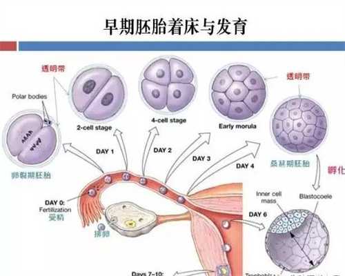 北京5A认证代怀孕机构_北京代怀孕微信