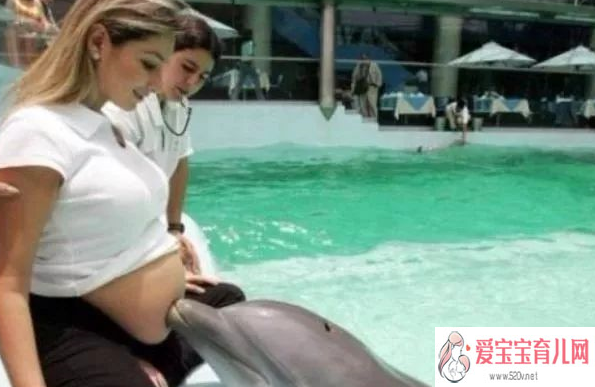 北京借腹生子网_海豚为什么喜欢蹭孕妇的肚子海豚蹭孕妇的肚子有什么科学依