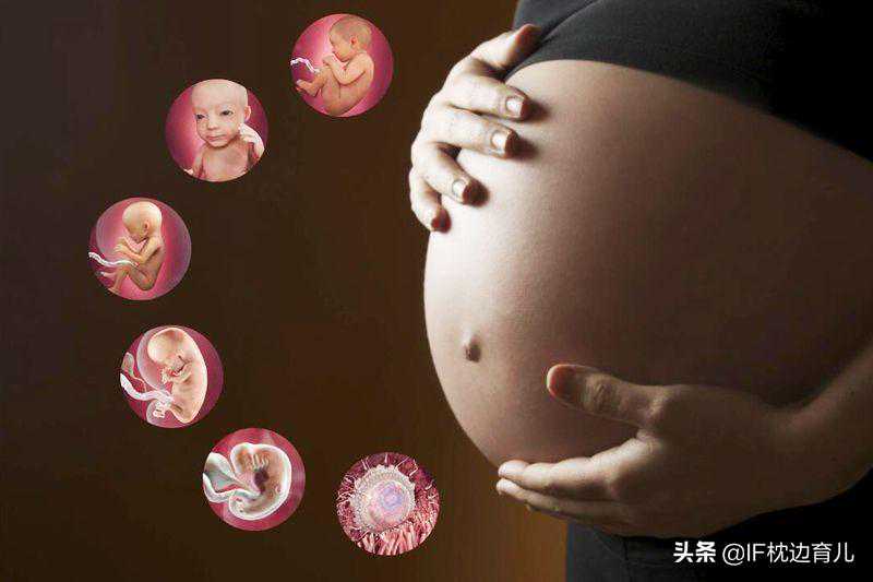 北京有靠谱的代怀公司吗_北京供卵试管医院费用_怀胎十月胎儿是怎么发育的？
